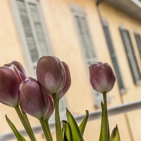 Casa Sofia -airport Free Shuttle-h24 Appartement